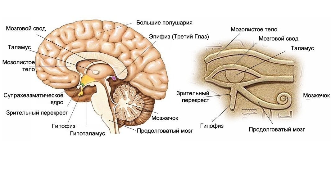 Фото шишковидной железы человека