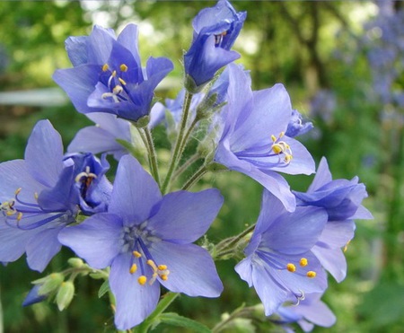 Синюха, синий зверобой, одолень трава. | svetlana-anael