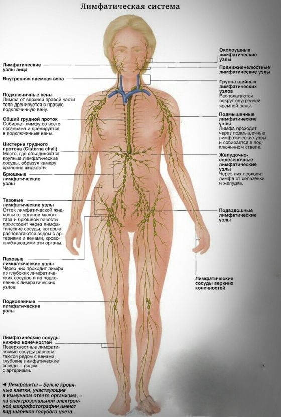 Лимфатическая система человека схема сзади