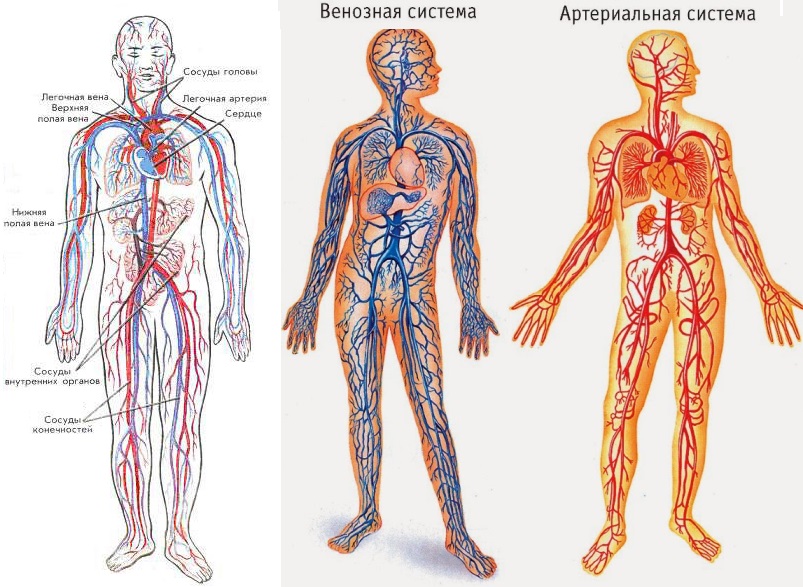 Венозная кровь и артериальная кровь схема