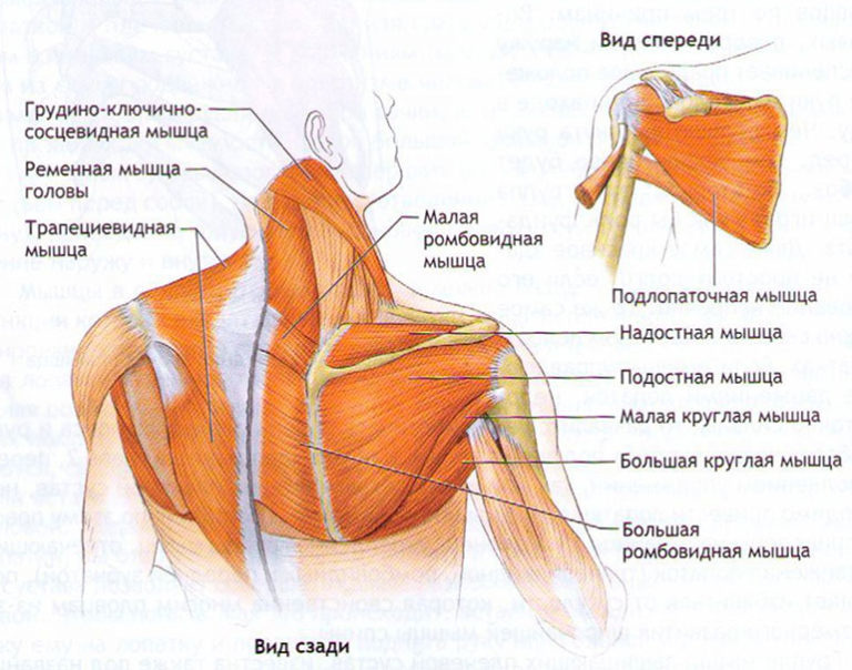 Строение спины сзади у человека